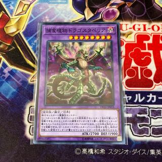 捕食植物ドラゴスタペリア ノーマル JP053