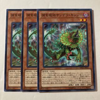 Predaplant Chlamydosundew $885