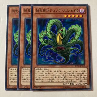 7398 捕食植物ドロソフィルム・ヒドラ ノーマル JP050