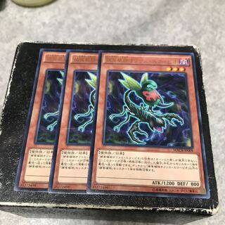 Predaplant Ophrys Scorpio 3 rare