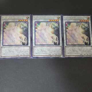 Garden Rose Flora rare JP036