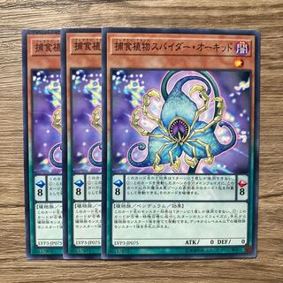 捕食植物スパイダー・オーキッド $1092