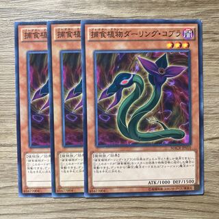 Predaplant Darlingtonia Cobra $1110