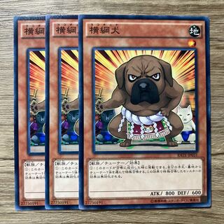 7525 横綱犬 ノーマル JP031