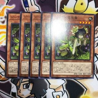 Traptrix Vesiculo Normal JP016