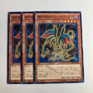 7556 捕食植物モーレイ・ネペンテス ノーマル JP007