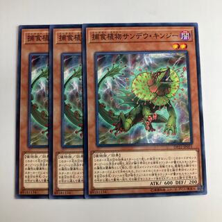 Predaplant Chlamydosundew $1526