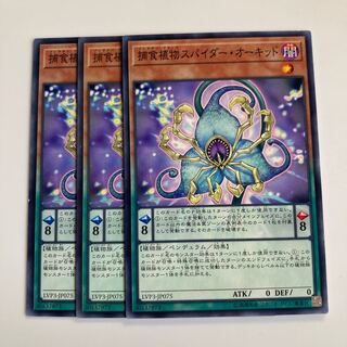 捕食植物スパイダー・オーキッド $1684