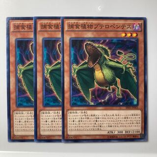 7855 捕食植物プテロペンテス ノーマル JP003