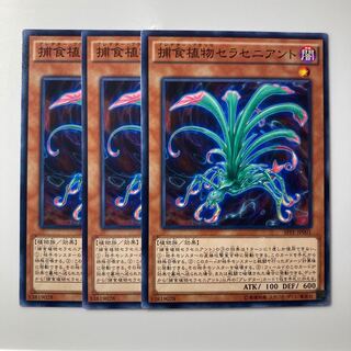 Predaplant Sarraceniant $1964