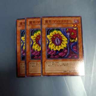 Magical Plant Mandragola Normal