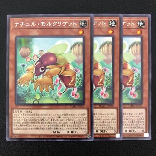 Natur Mole Cricket Rare 3 pieces