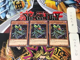 Korean Predaplant Ophrys Scorpio 1 rare, set of 3 Tera.