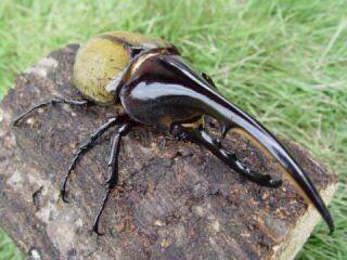 ぴーいや 専用品