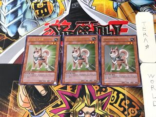 Korean version Shiba-Warrior Taro 1 Ultra, set of 3 Tera.