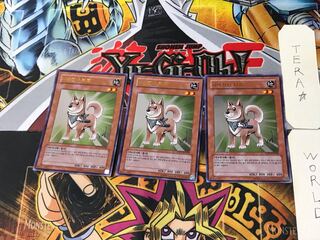 Korean version Shiba-Warrior Taro 2 Ultra, set of 3 Tera