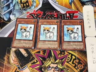 English Rescue Cat 1 rare, set of 3 Tera.