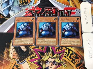 English Giant Rat 1 rare, set of 3 Tera.