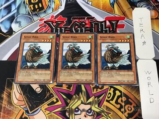 English Sonic Bird MRL 2 Normal, set of 3 Tera.