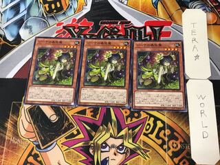 Traptrix Vesiculo 1 Normal, set of 3 Tera