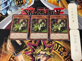 Traptrix Vesiculo 5 Normal, set of 3 Tera