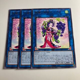 Forestara's Dancing Daughter Pione $2231