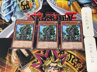 森羅の賢樹 シャーマン 3 レア 3枚セット てら