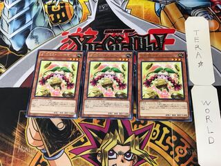 Prediction Princess Coinorma 1 rare, set of 3 Tera.