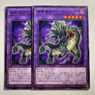 8229 捕食植物アンブロメリドゥス レア JP037