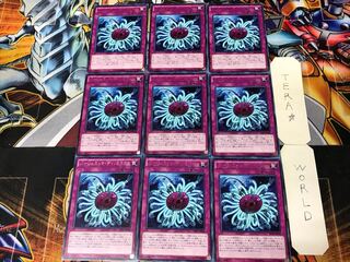 Paleozoic Dinomischus 1 rare, set of 9 Tera.