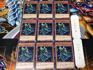 Predaplant Ophrys Scorpio 1 rare, set of 9 Tera.