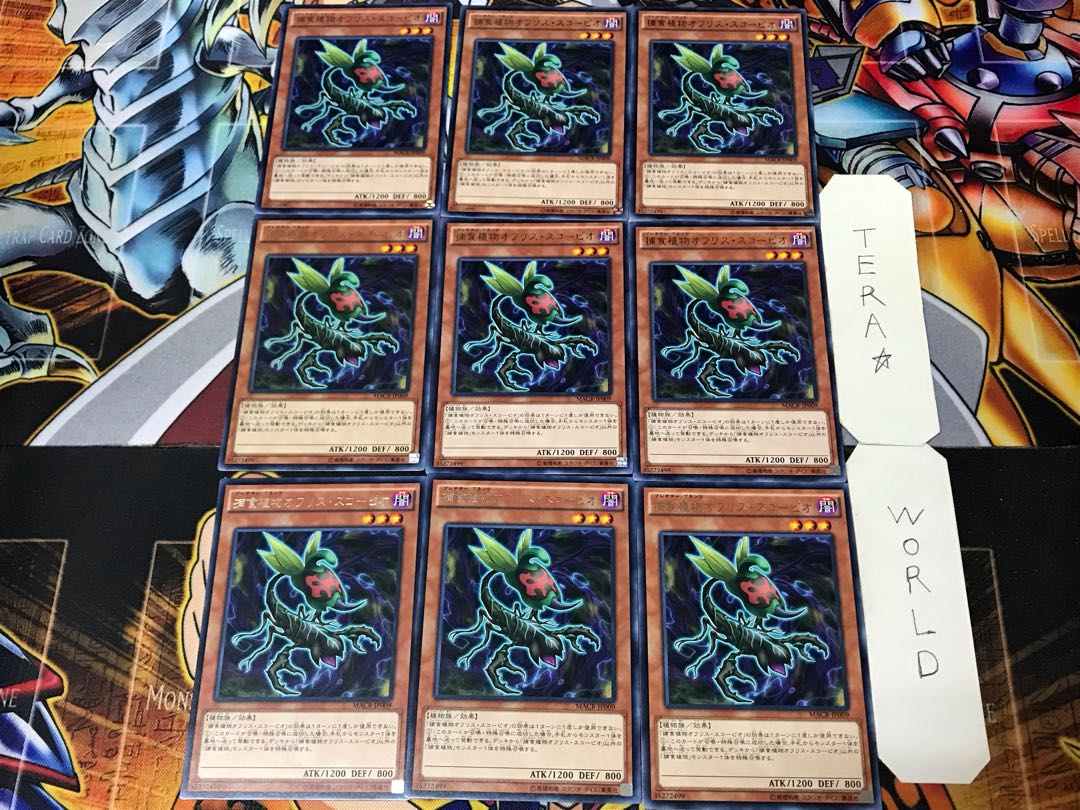 Predaplant Ophrys Scorpio 2 rare, set of 9 Tera.