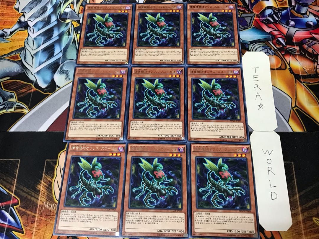 Predaplant Ophrys Scorpio 3 rare, set of 9 Tera.