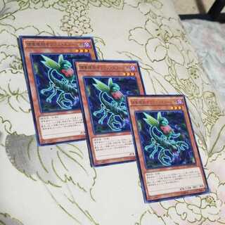 捕食植物オフリススコーピオ