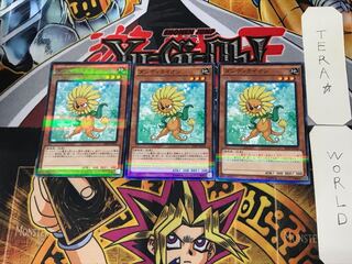 Dandylion 2 Normal Parallel Set of 3 Tera