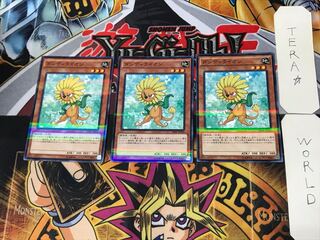 Dandylion 3 Normal Parallel Set of 3 Tera