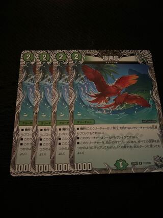 極楽鳥 4枚セット 4枚