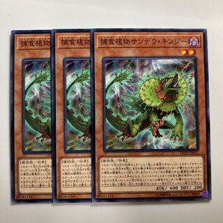 Predaplant Chlamydosundew $3057