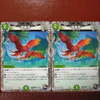 gnr set discount Birds of Paradise (Black Treasure) R T12/T20