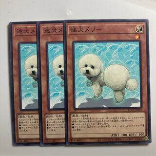 8499 Outstanding Dog Mary $3134