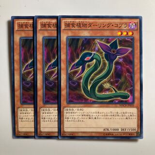 Predaplant Darlingtonia Cobra $3212