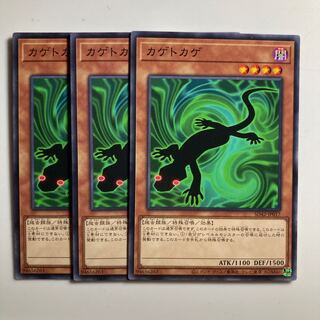 8546 カゲトカゲ ノーマル JP008