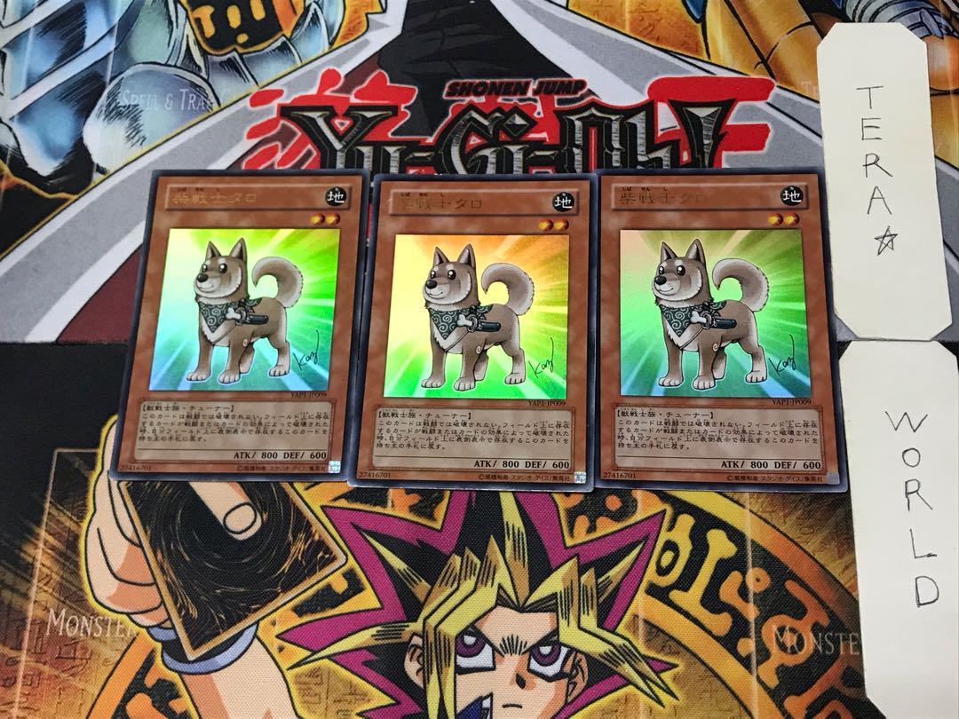 Shiba-Warrior Taro 1 Ultra, set of 3 Tera