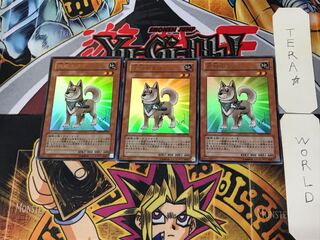 Shiba-Warrior Taro 1 Ultra, set of 3 Tera