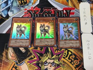 Shiba-Warrior Taro 3 Ultra Set of 3 Tera