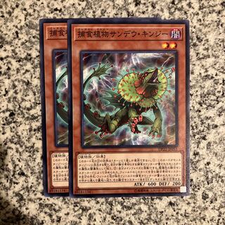 Predaplant Chlamydosundew Normal JP051