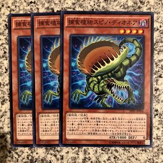 Predaplant Spinodionaea Normal JP074