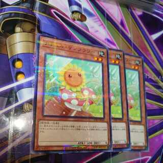 Naturia Sunflower Nopal 1枚