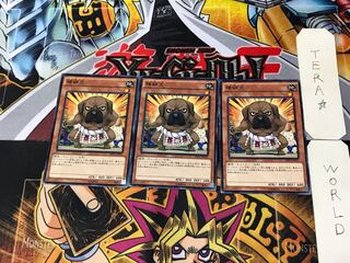 横綱犬 RATE 3 ノーマル 3枚セット てら