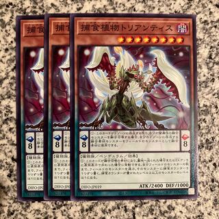 捕食植物トリアンティス ノーマル JP019